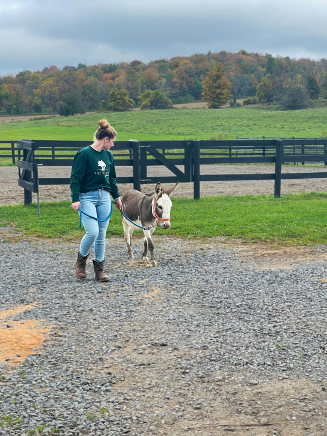 A volunteer at The Root Farm in Sauquoit walks with a donkey on the property.