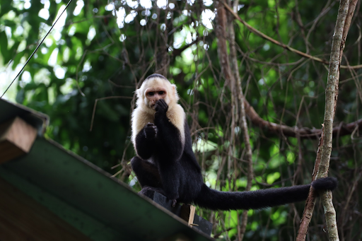 A Capuchin monkey on top of a roof. 
